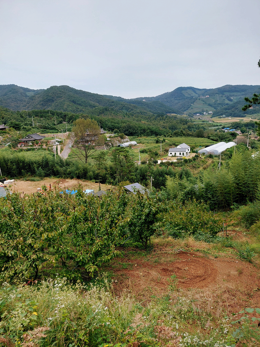 전남보성군회천면체리농장토지땅매매물5.jpg